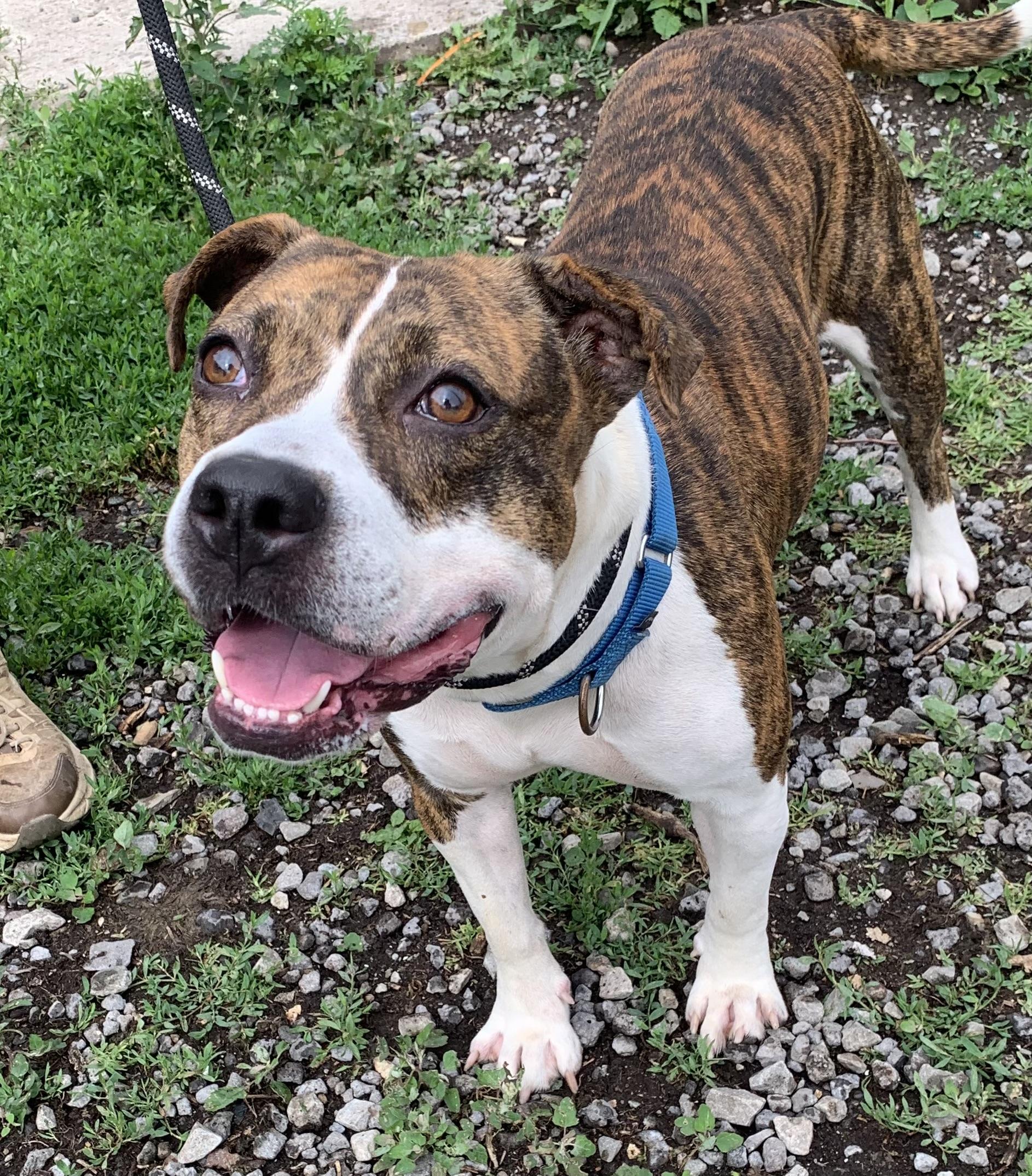 Laney, a ADOPTABLE Mixed Breed in McKeesport, PA image 5/6