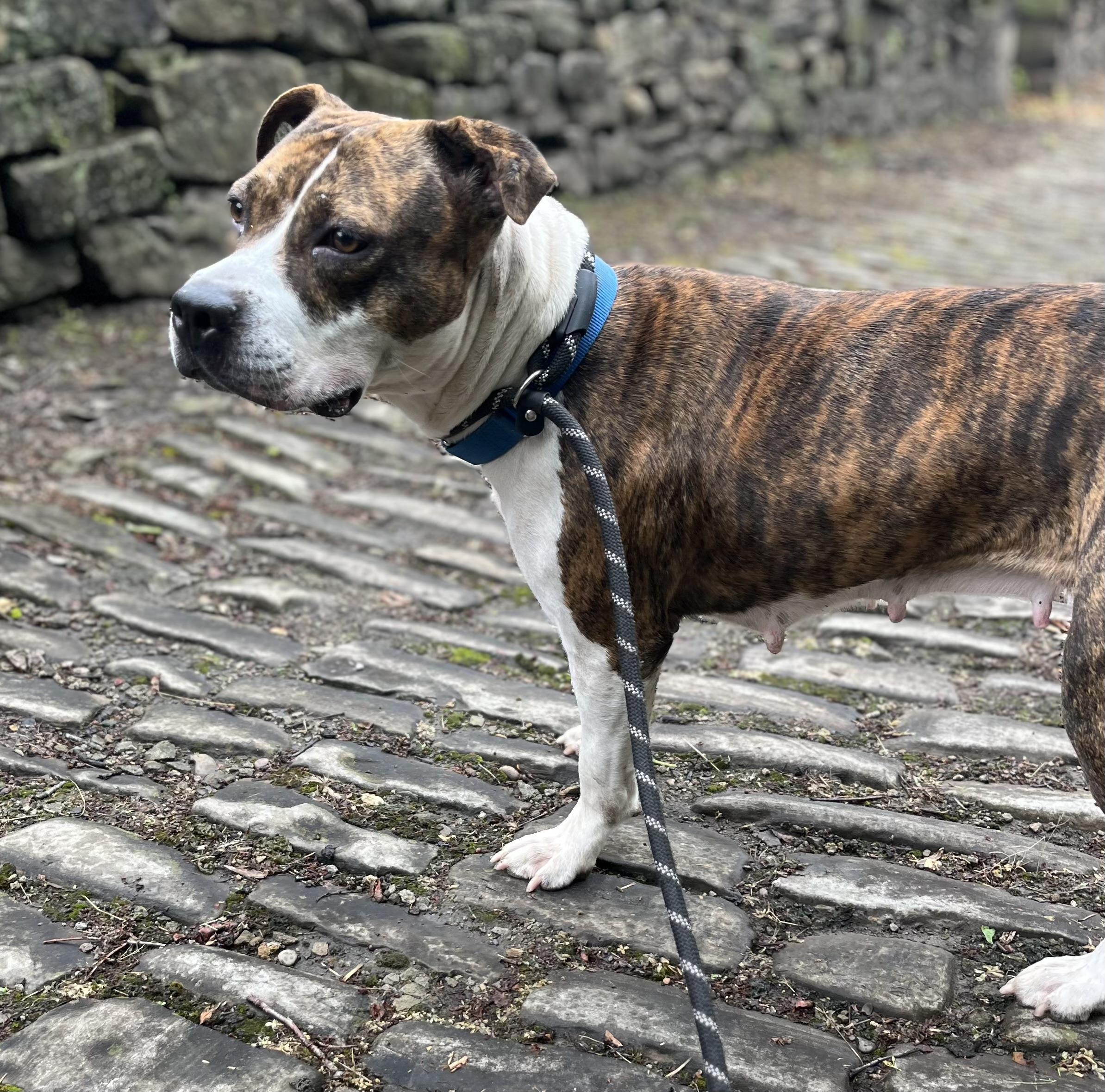 Laney, a ADOPTABLE Mixed Breed in McKeesport, PA image 2/6