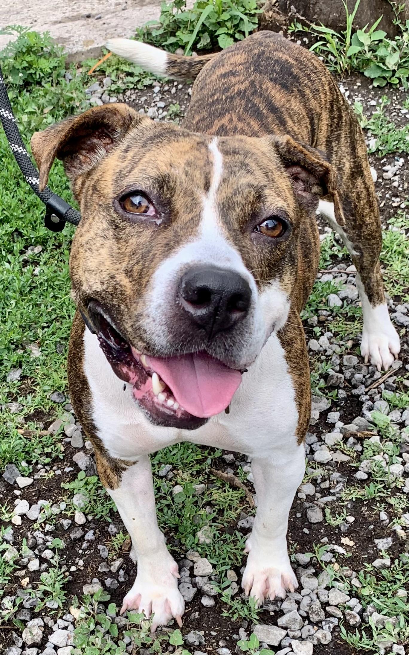 Laney, a ADOPTABLE Mixed Breed in McKeesport, PA image 4/6