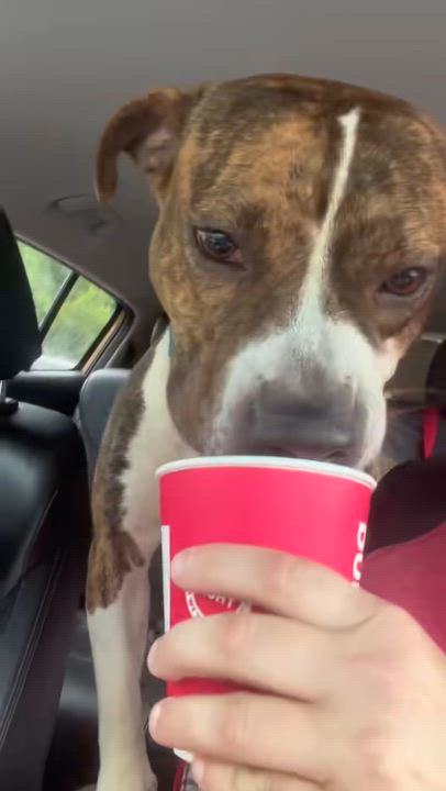 Enlarge Laney, a Adoptable Mixed Breed in McKeesport, PA video 6/6