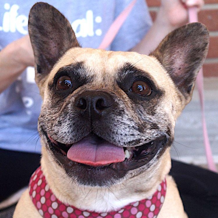 Enlarge Francia, an adoptable French Bulldog in Carrollton, TX image 2/2