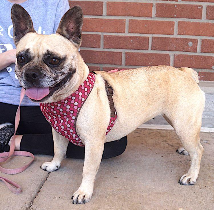 Enlarge Francia, an adoptable French Bulldog in Carrollton, TX image 1/2