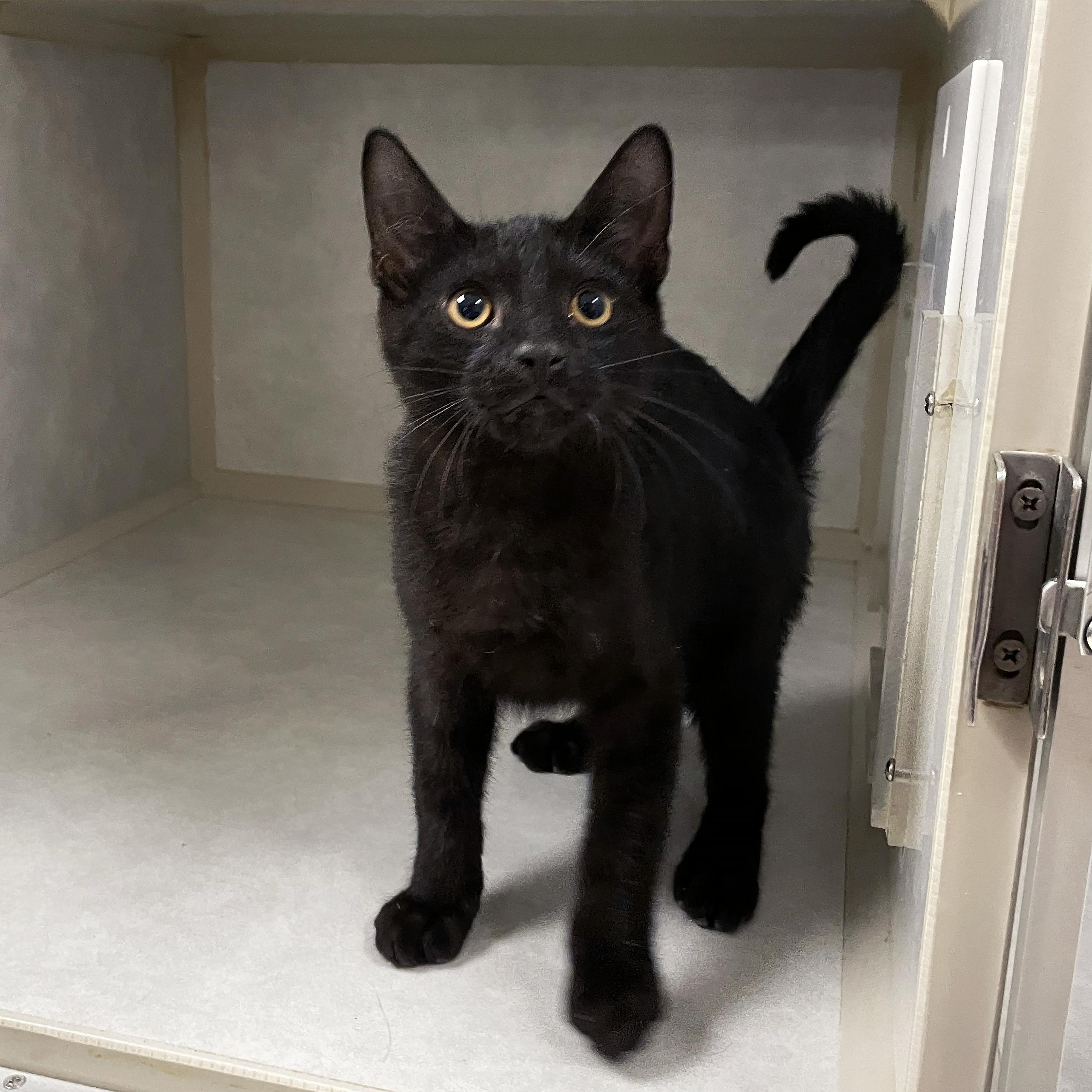 Enlarge Gnocchi, a Adopted Domestic Short Hair in Walnut Creek, CA image 1/3