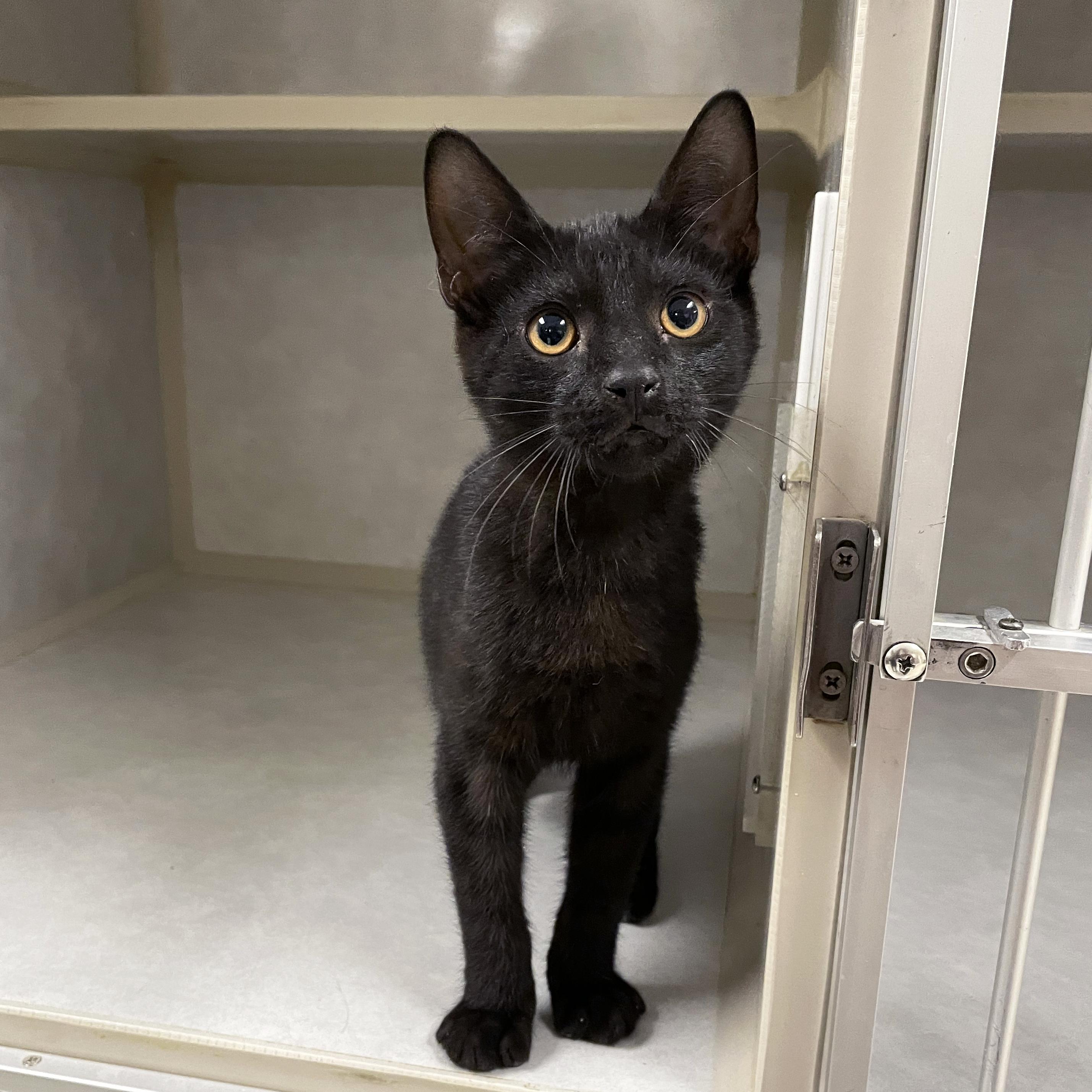 Enlarge Gnocchi, a Adopted Domestic Short Hair in Walnut Creek, CA image 2/3