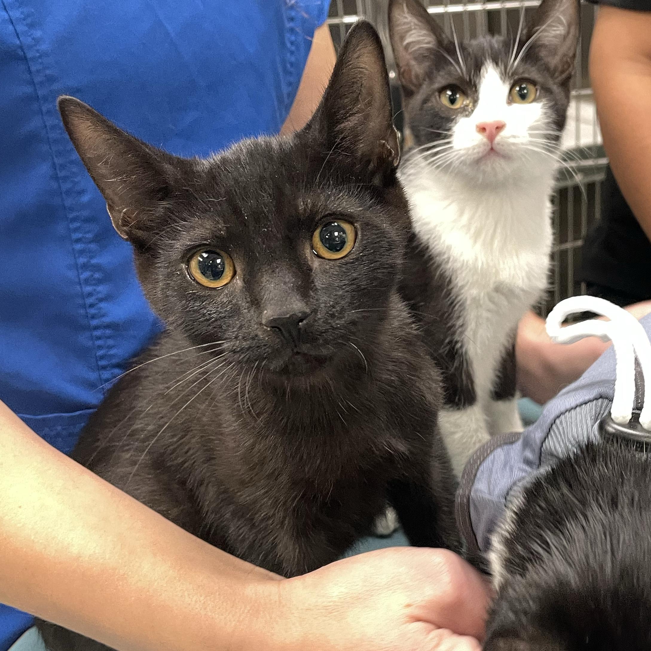 Enlarge Gnocchi, a Adopted Domestic Short Hair in Walnut Creek, CA image 3/3