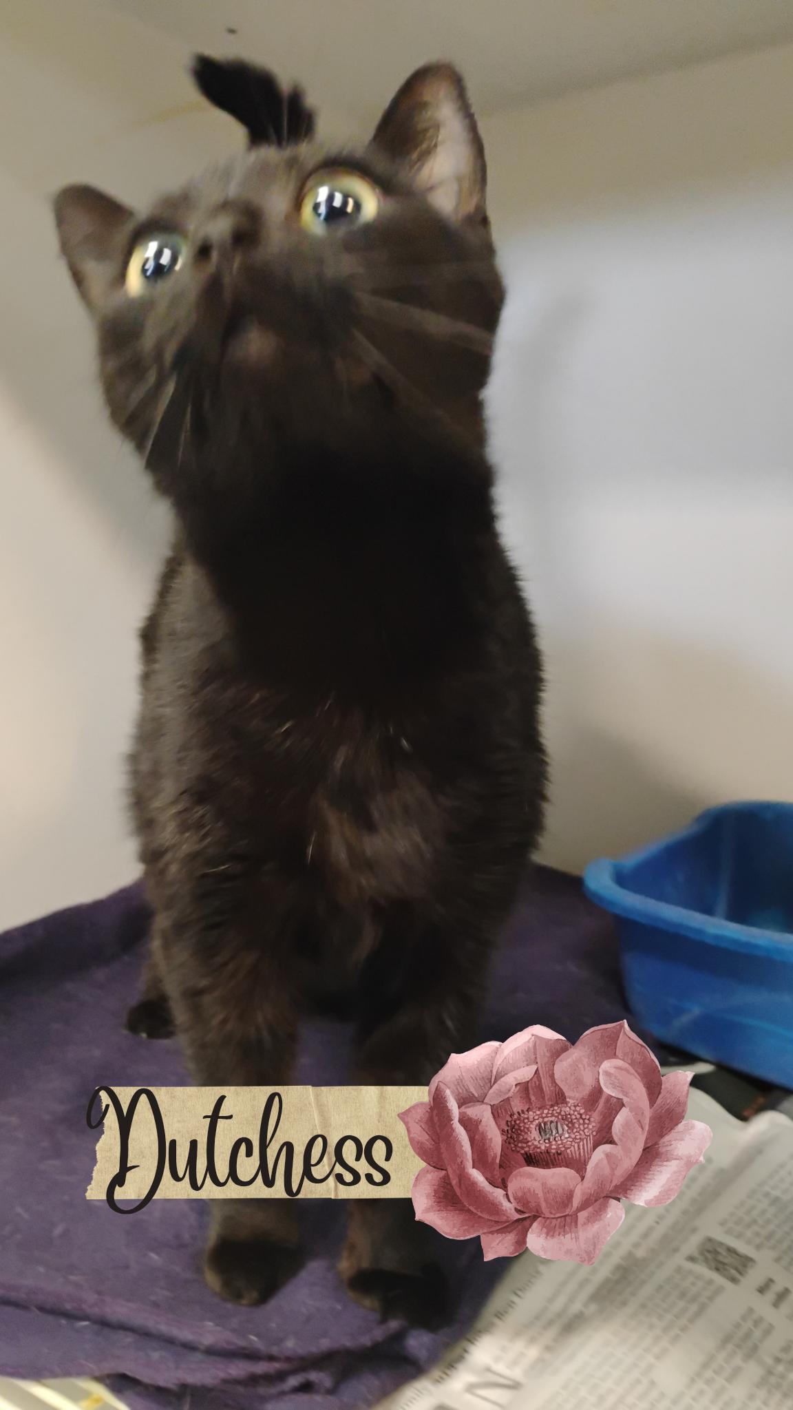 Enlarge Dutchess, a Adoptable Domestic Medium Hair in Muncie, IN image 1/1