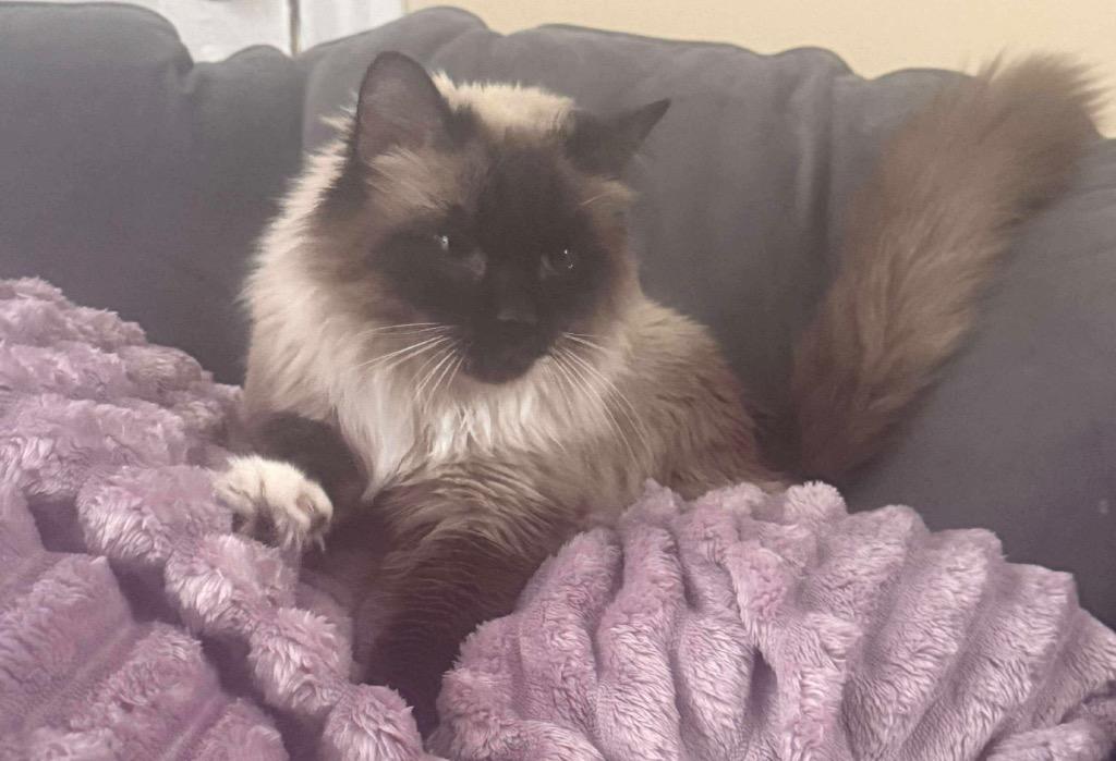 Sylvia Green, Adoptable, Senior Female Domestic Long Hair.