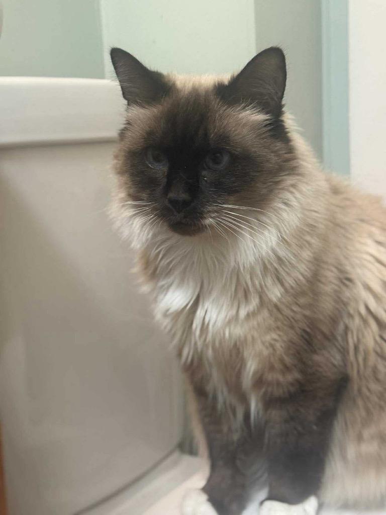 Enlarge Sylvia Green, a Adoptable mixed breed in Gorham, ME image 2/5