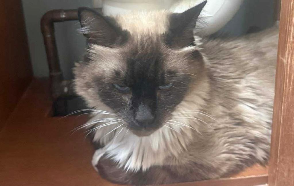 Enlarge Sylvia Green, a Adoptable mixed breed in Gorham, ME image 3/5