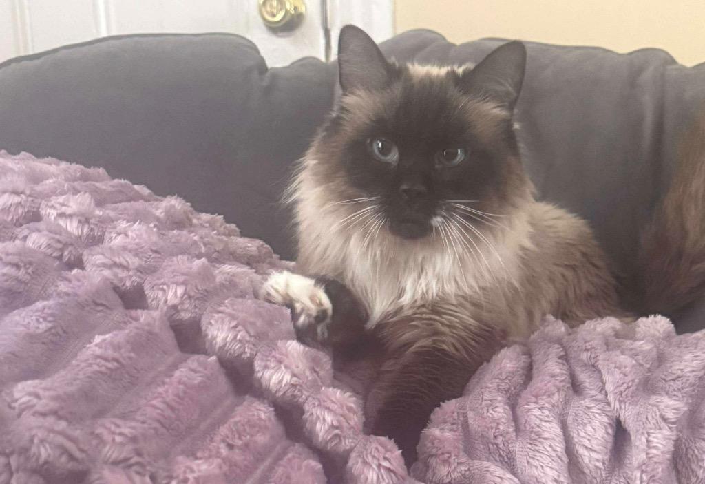 Enlarge Sylvia Green, a Adoptable mixed breed in Gorham, ME image 4/5