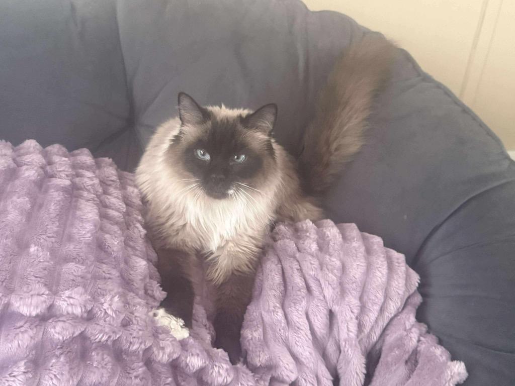 Enlarge Sylvia Green, a Adoptable mixed breed in Gorham, ME image 5/5