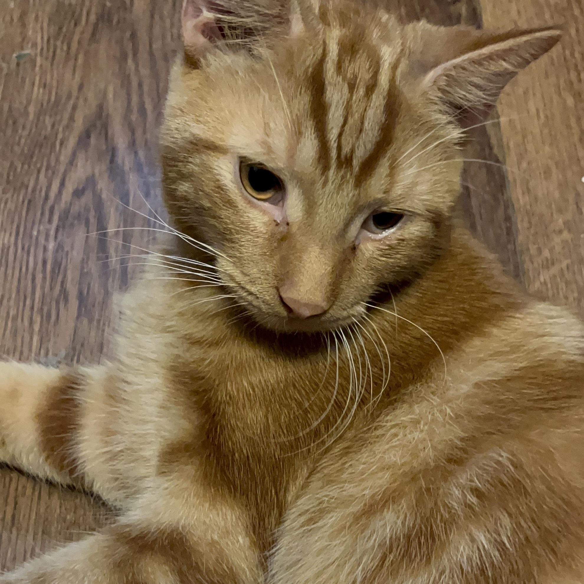 Falcon, a Adoptable Domestic Short Hair in Delta, OH image 4/5