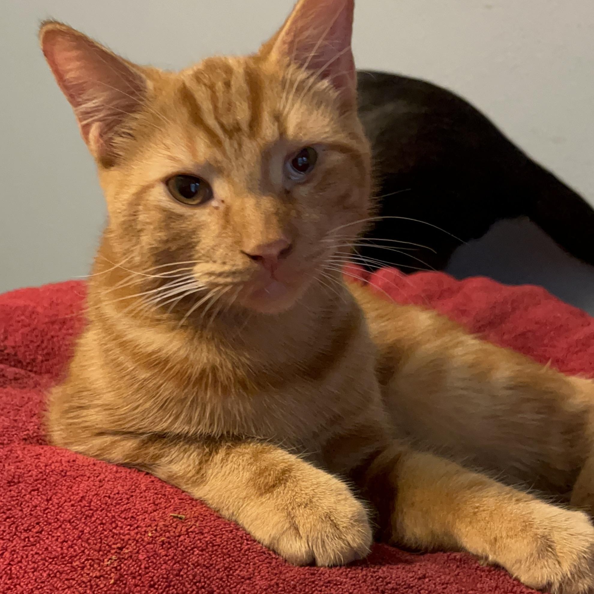 Falcon, Adoptable, Adult Male Domestic Short Hair.