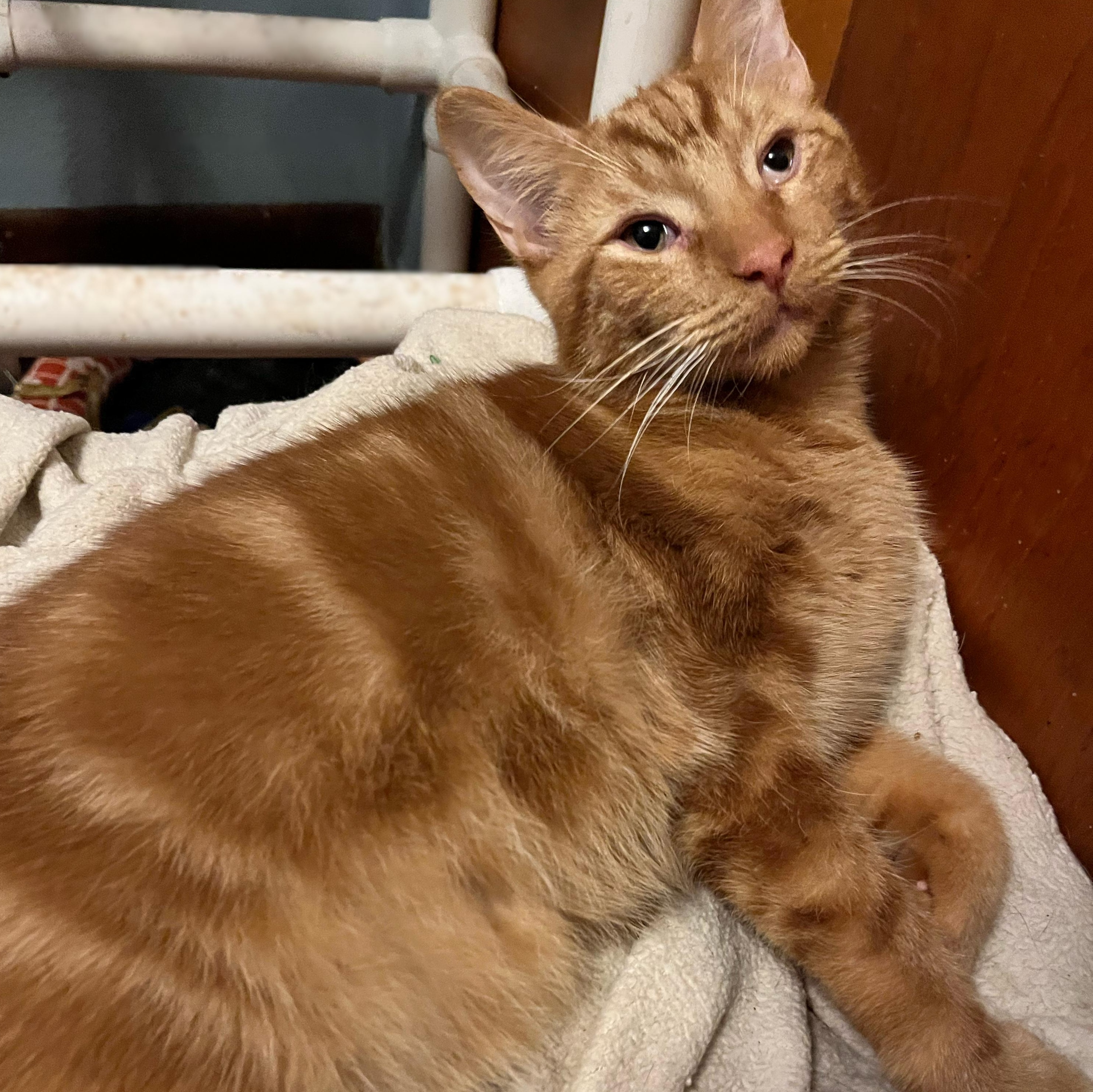 Falcon, a Adoptable Domestic Short Hair in Delta, OH image 3/5