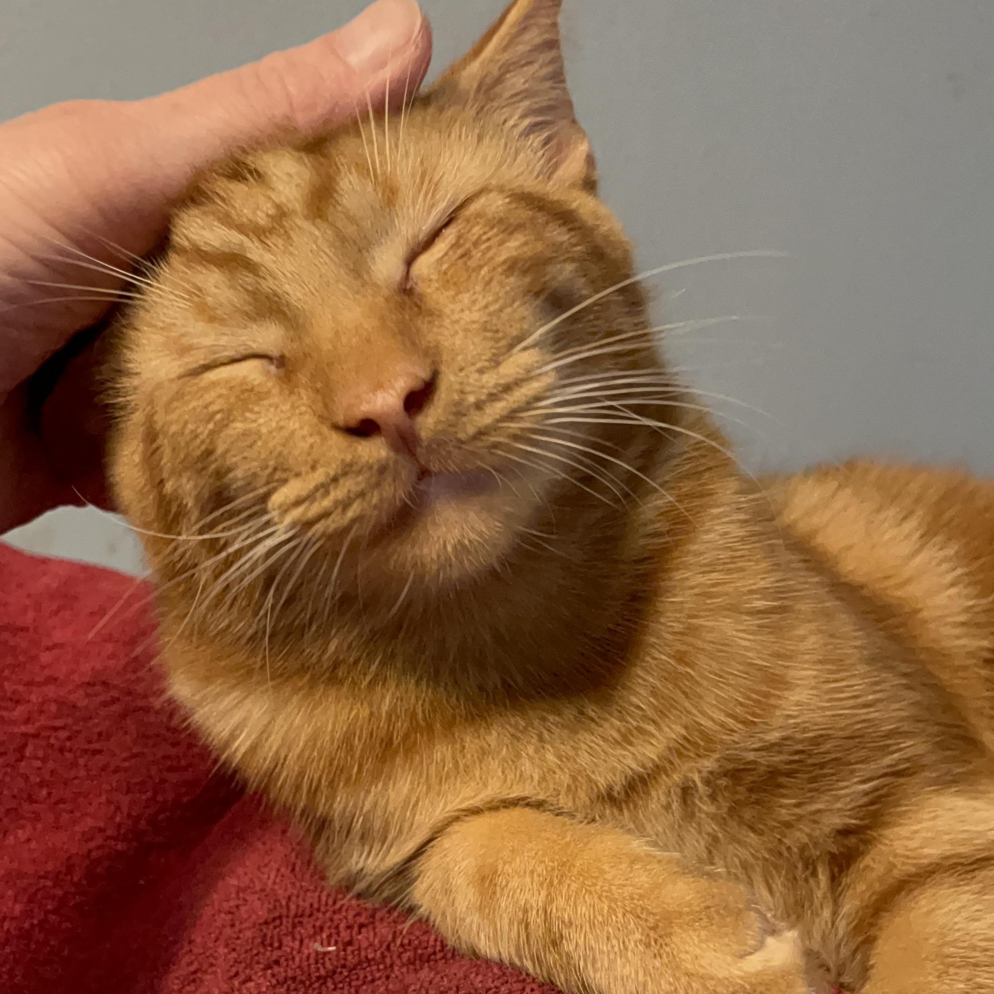 Falcon, a Adoptable Domestic Short Hair in Delta, OH image 2/5