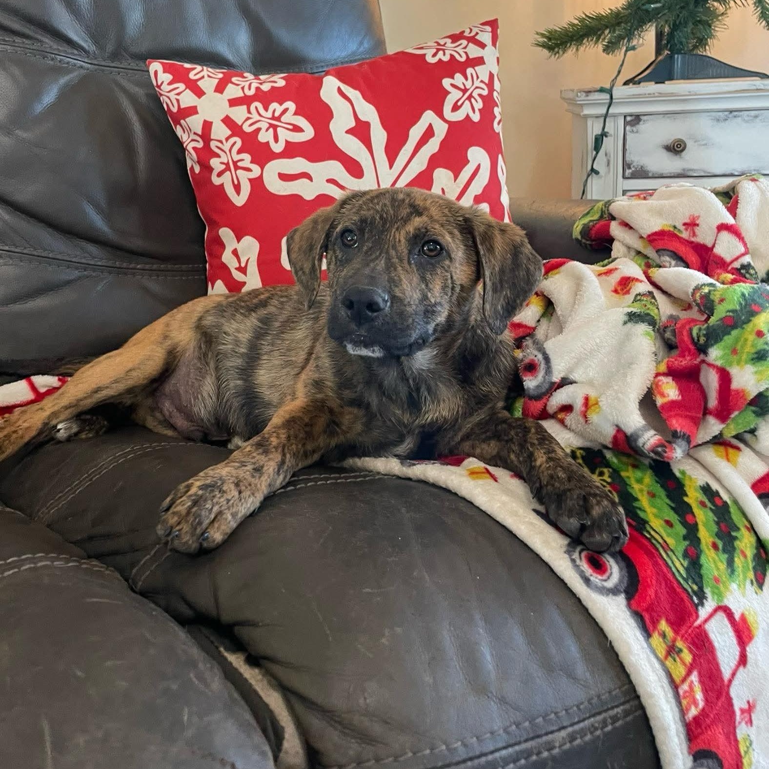 Doodle Bug, ADOPTABLE, Puppy Male German Shepherd Dog & Hound.