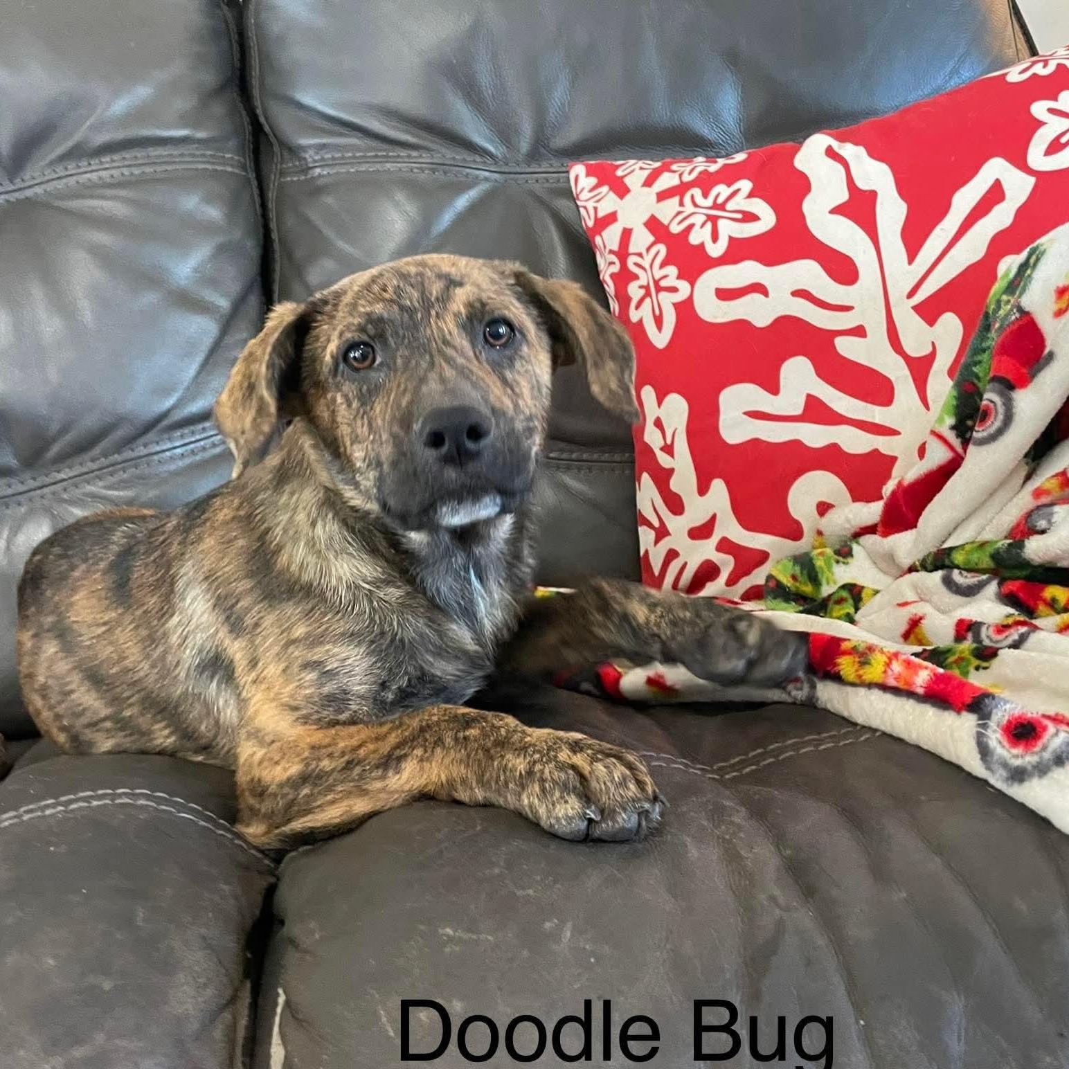 Doodle Bug, a ADOPTABLE mixed breed in Chepachet, RI image 2/6