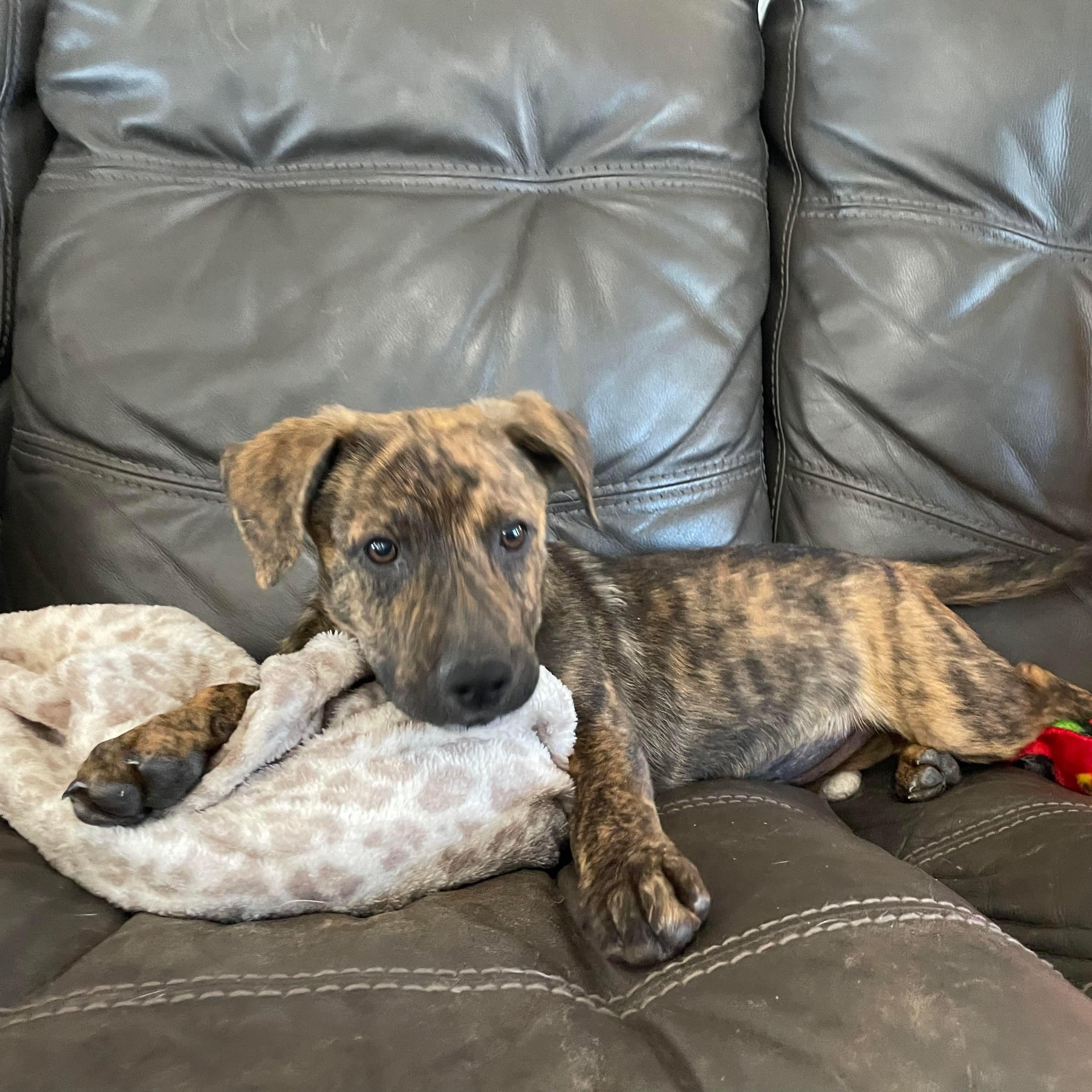 Doodle Bug, a ADOPTABLE mixed breed in Chepachet, RI image 3/6