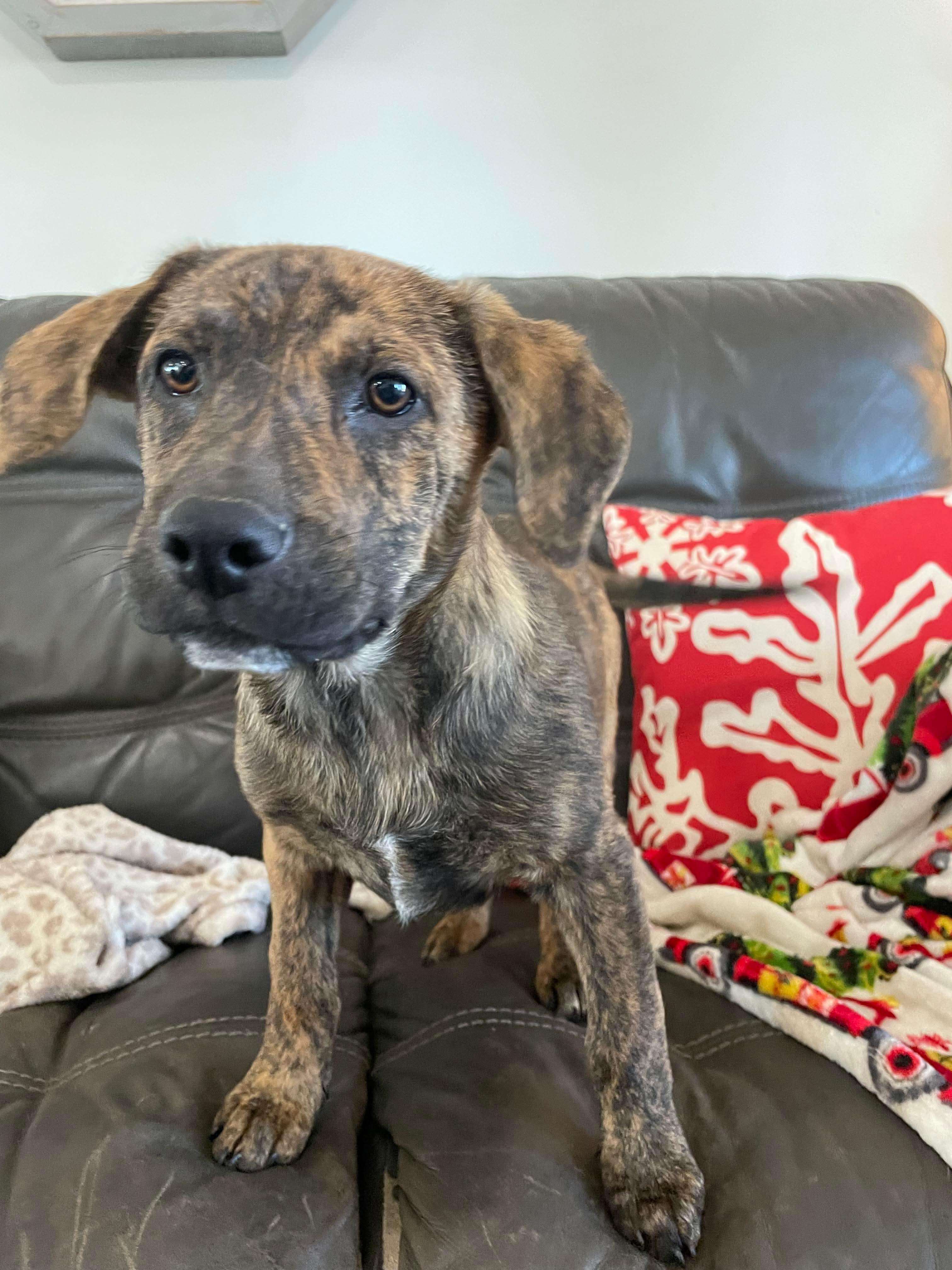 Doodle Bug, a ADOPTABLE mixed breed in Chepachet, RI image 4/6