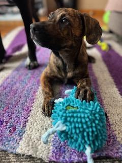 Doodle Bug, a ADOPTABLE mixed breed in Chepachet, RI image 5/6