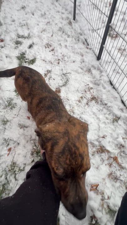 Enlarge Doodle Bug, a ADOPTABLE mixed breed in Chepachet, RI video 6/6