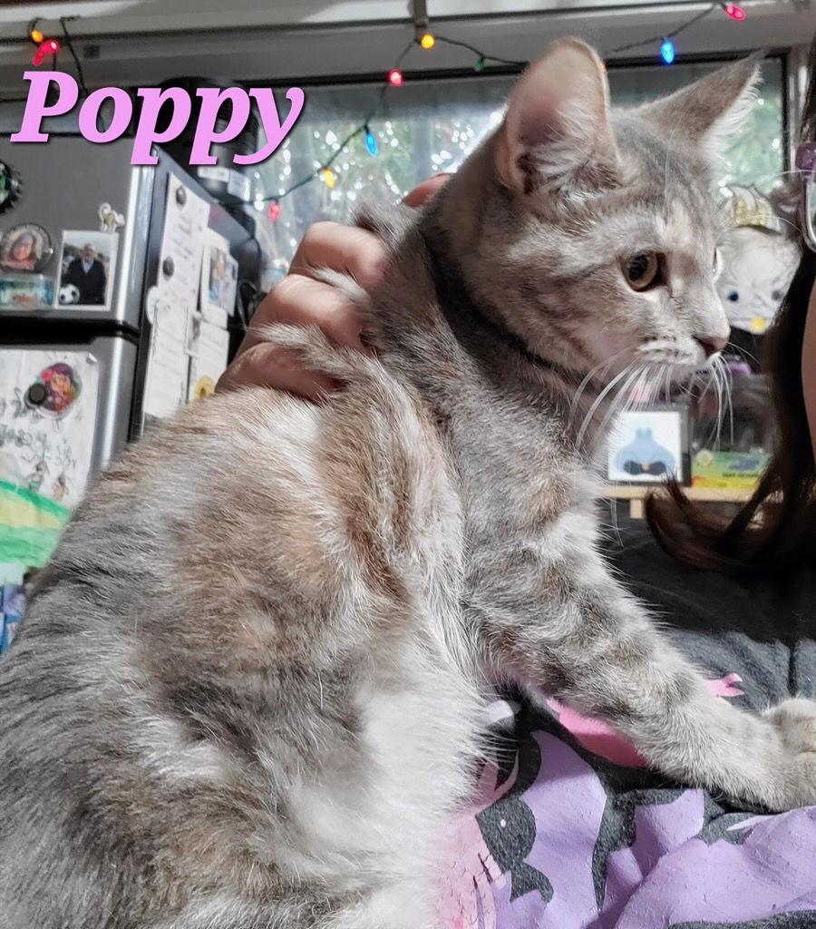 Poppy (& Iris), a Adoptable Dilute Tortoiseshell in Castro Valley, CA image 1/3