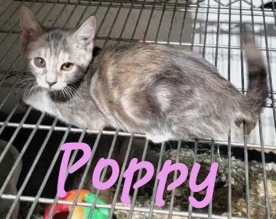Poppy (& Iris), a Adoptable Dilute Tortoiseshell in Castro Valley, CA image 2/3
