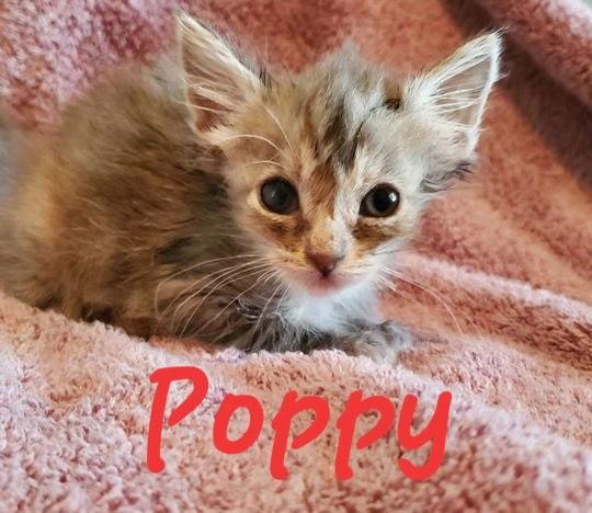 Poppy (& Iris), a Adoptable Dilute Tortoiseshell in Castro Valley, CA image 3/3
