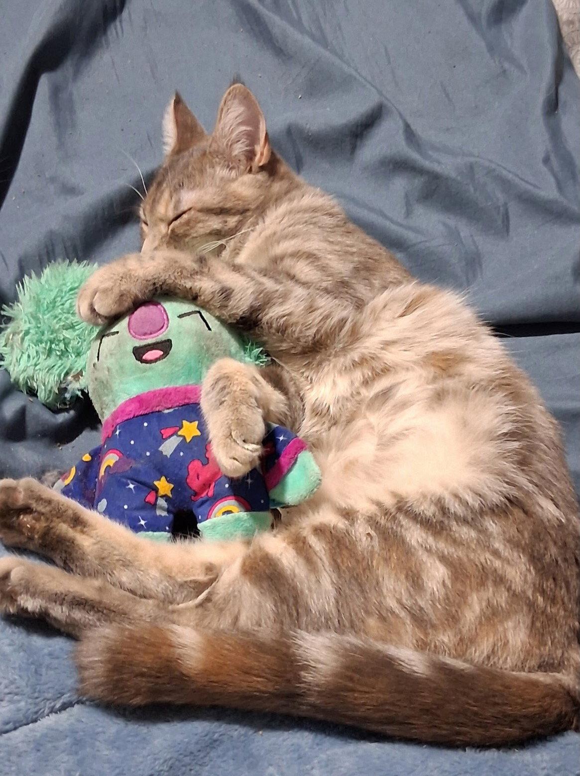 Poppy (& Willow), a Adoptable Dilute Tortoiseshell in Castro Valley, CA image 2/3