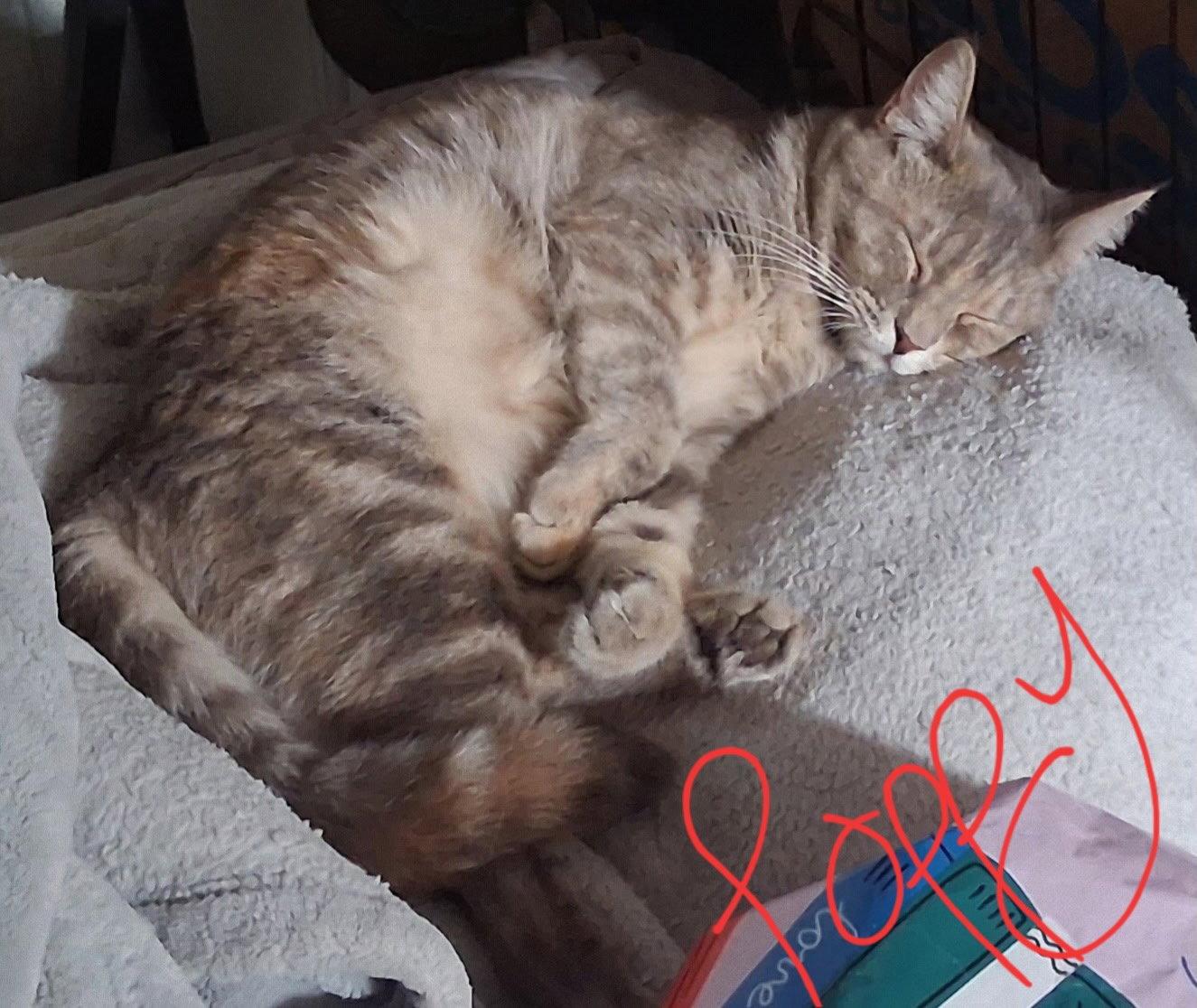 Poppy (& Willow), a Adoptable Dilute Tortoiseshell in Castro Valley, CA image 3/3