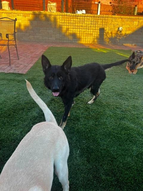 Enlarge Ruby, a ADOPTABLE mixed breed in benicia, CA image 4/5
