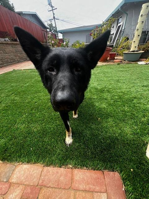 Enlarge Ruby, a ADOPTABLE mixed breed in benicia, CA image 3/5