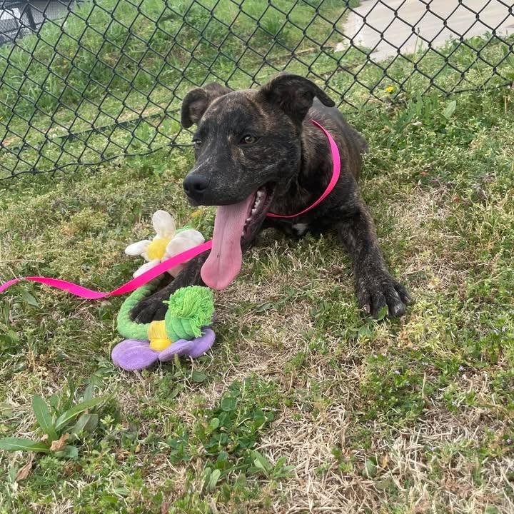 Enlarge Tazzy, a Adoptable Pit Bull Terrier in Springdale, AR image 1/6