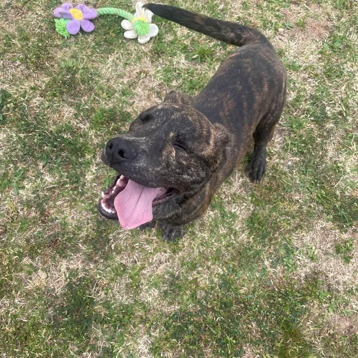 Enlarge Tazzy, a Adoptable Pit Bull Terrier in Springdale, AR image 2/6