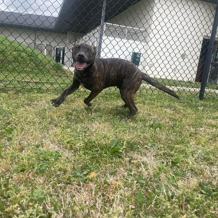 Enlarge Tazzy, a Adoptable Pit Bull Terrier in Springdale, AR image 3/6