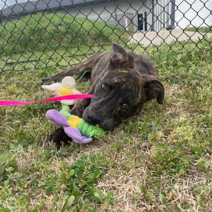 Enlarge Tazzy, a Adoptable Pit Bull Terrier in Springdale, AR image 4/6