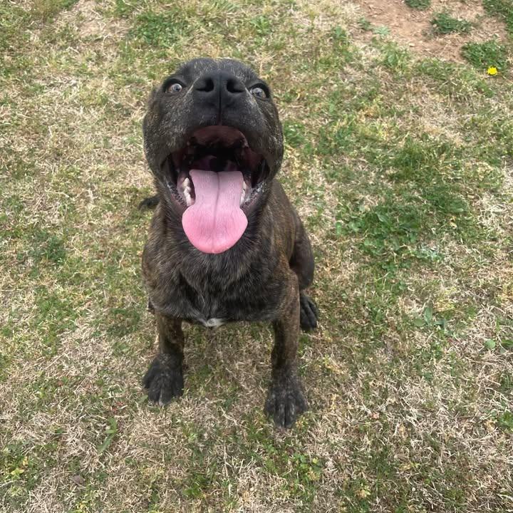 Enlarge Tazzy, a Adoptable Pit Bull Terrier in Springdale, AR image 5/6