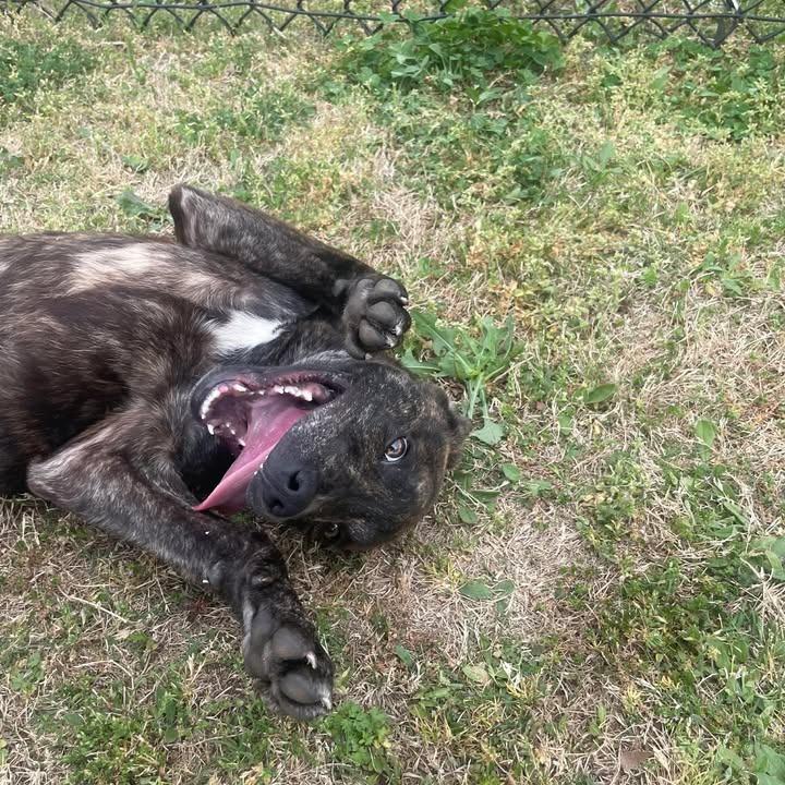 Enlarge Tazzy, a Adoptable Pit Bull Terrier in Springdale, AR image 6/6