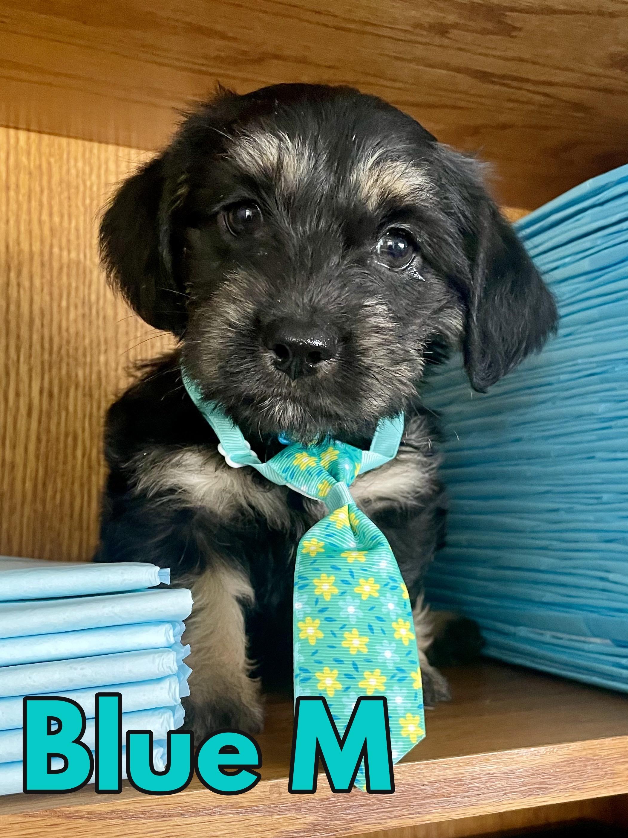 Mr. Blue ADOPTED TX, adopted, Puppy Male Dachshund.