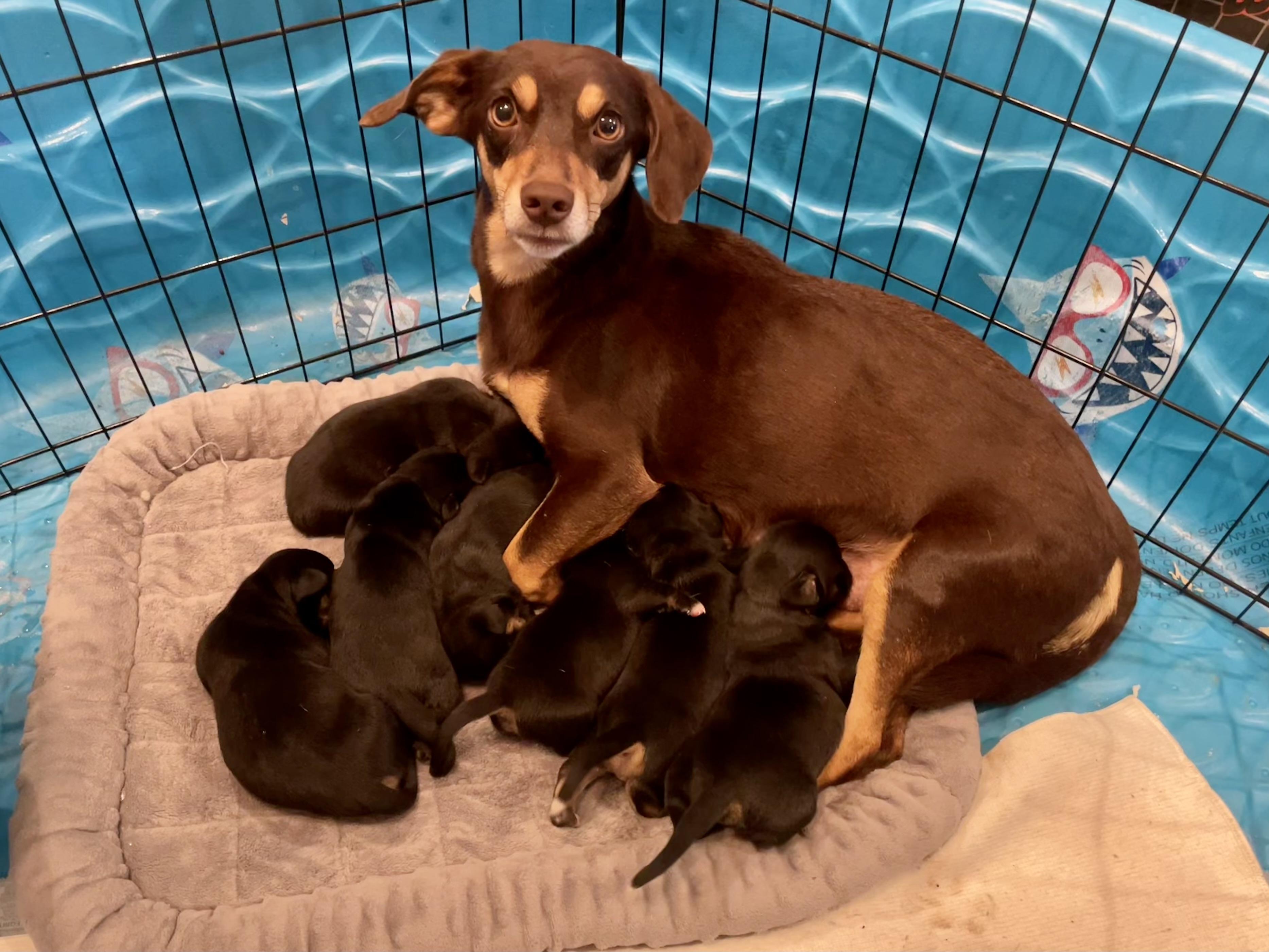 Mr. Blue ADOPTED TX, an adopted mixed breed in Texarkana, TX image 2/5