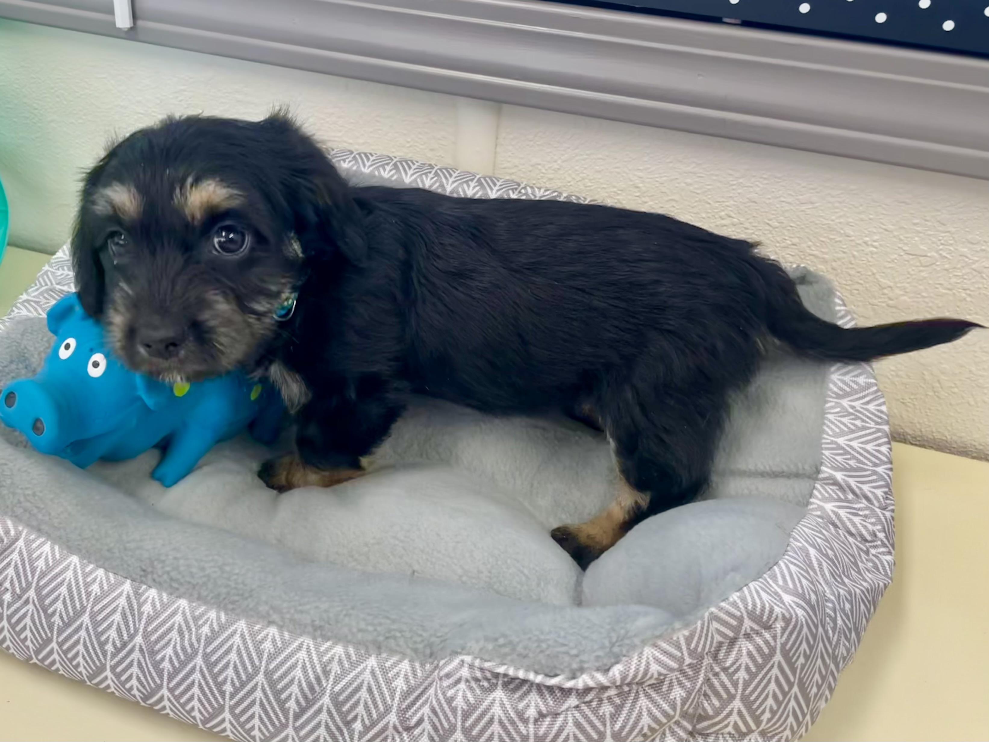 Mr. Blue ADOPTED TX, an adopted mixed breed in Texarkana, TX image 3/5