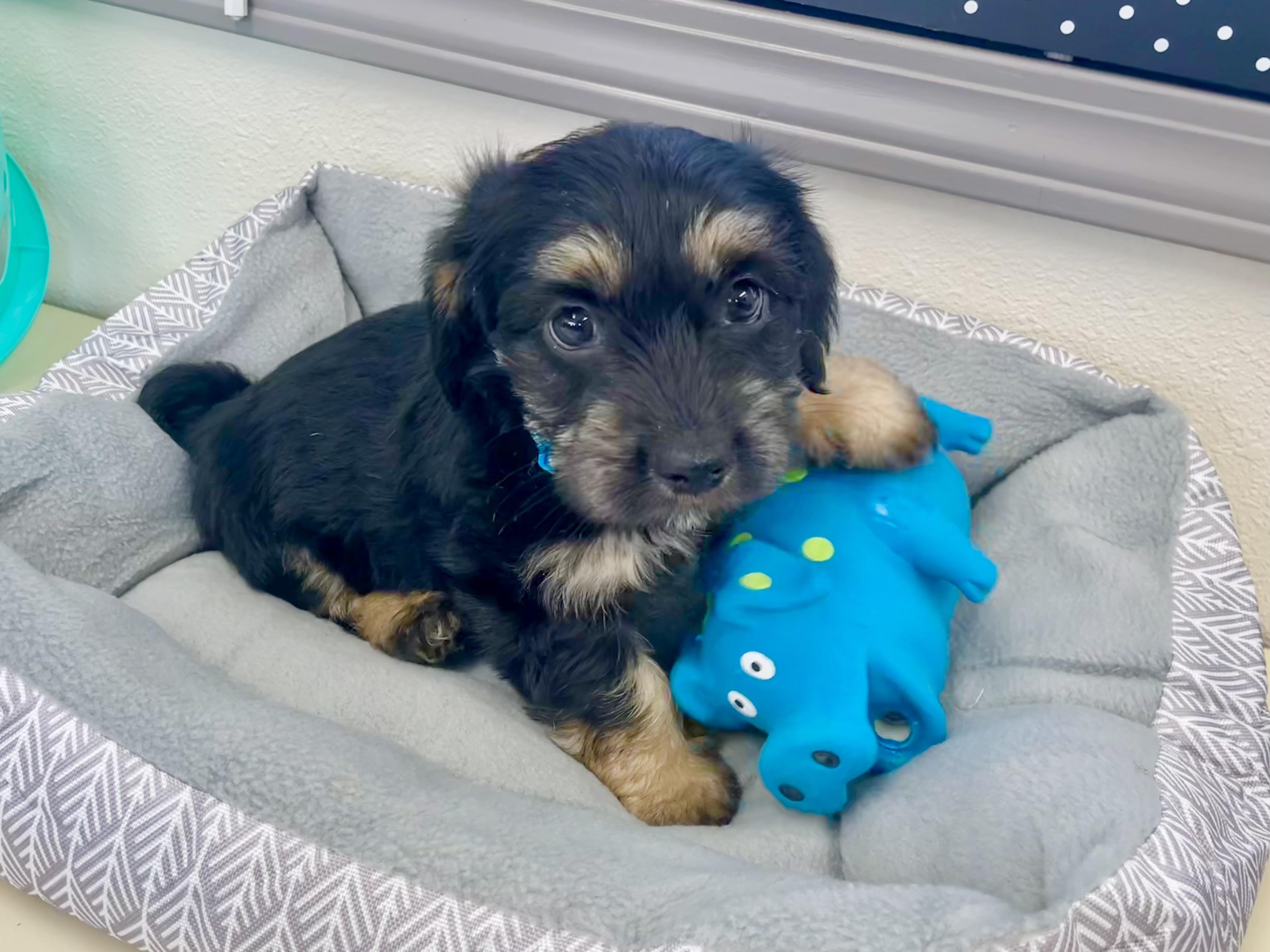 Mr. Blue ADOPTED TX, an adopted mixed breed in Texarkana, TX image 5/5