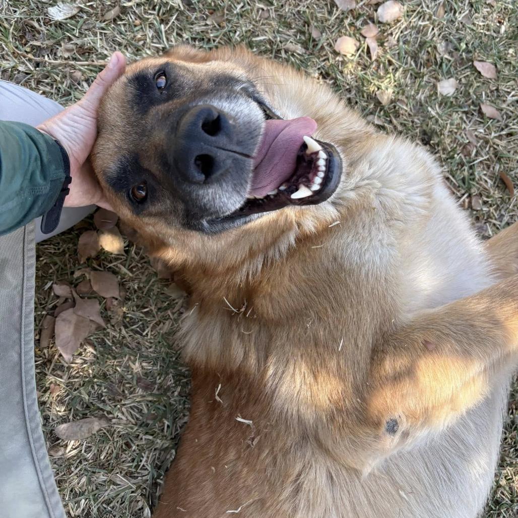 Stevie Ray Vaughan, Adoptable, Adult Male German Shepherd Dog & Great Pyrenees.