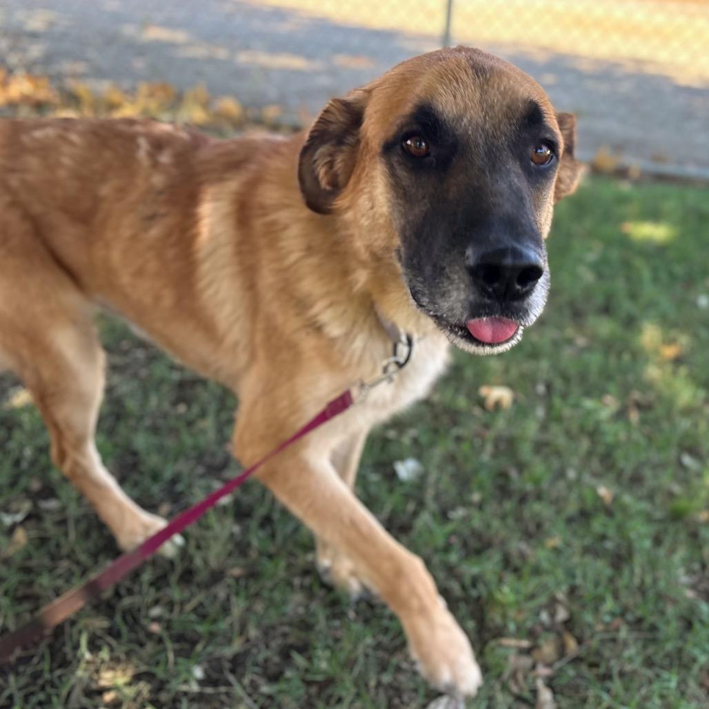 Enlarge Stevie Ray Vaughan, a Adoptable mixed breed in San Jacinto, CA image 2/6