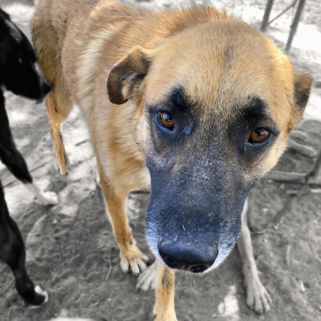 Enlarge Stevie Ray Vaughan, a Adoptable mixed breed in San Jacinto, CA image 3/6