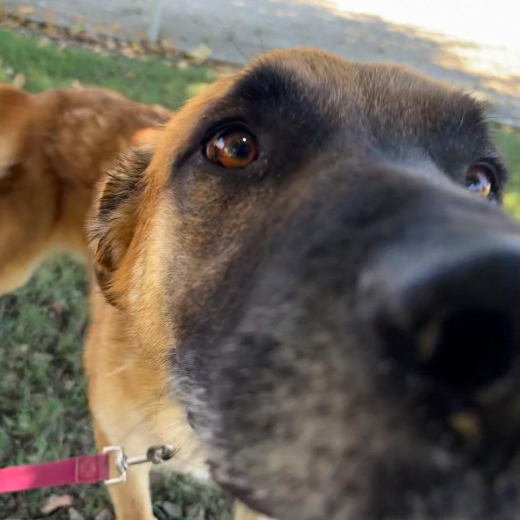 Enlarge Stevie Ray Vaughan, a Adoptable mixed breed in San Jacinto, CA image 4/6