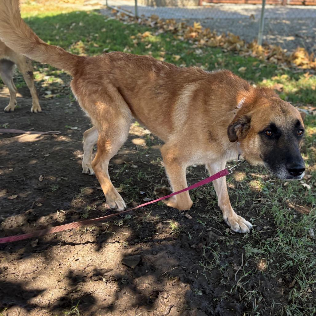 Enlarge Stevie Ray Vaughan, a Adoptable mixed breed in San Jacinto, CA image 5/6