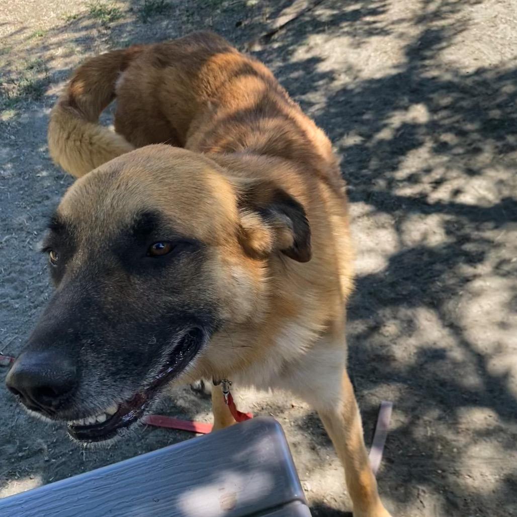 Enlarge Stevie Ray Vaughan, a Adoptable mixed breed in San Jacinto, CA image 6/6