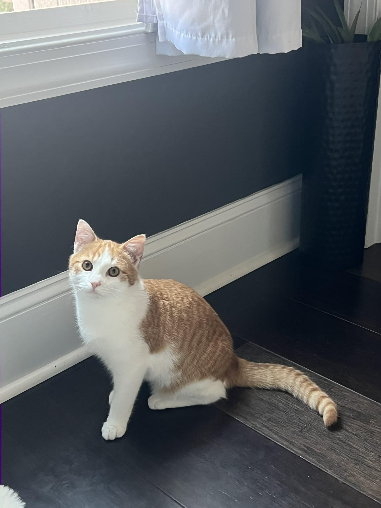 Enlarge Trevor, a ADOPTABLE American Shorthair in Aberdeen, NC image 1/2