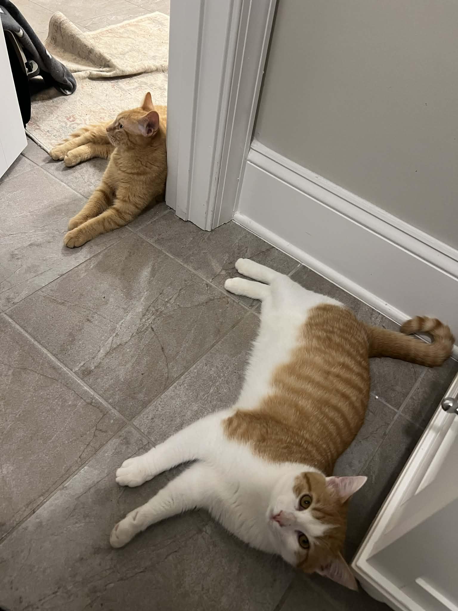 Enlarge Trevor, a ADOPTABLE American Shorthair in Aberdeen, NC image 2/2